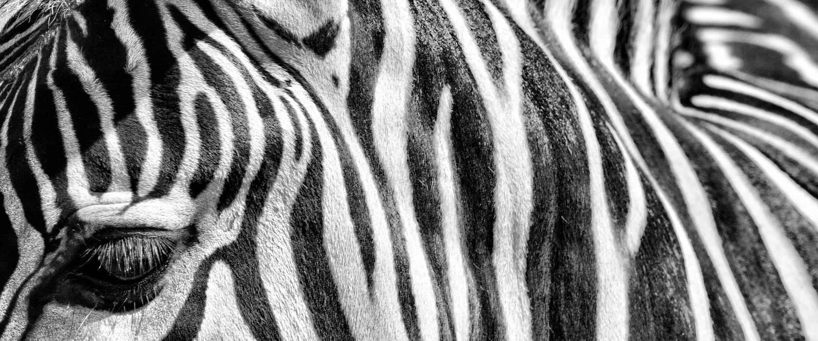 Zebra Porträt, Glasbild Panorama