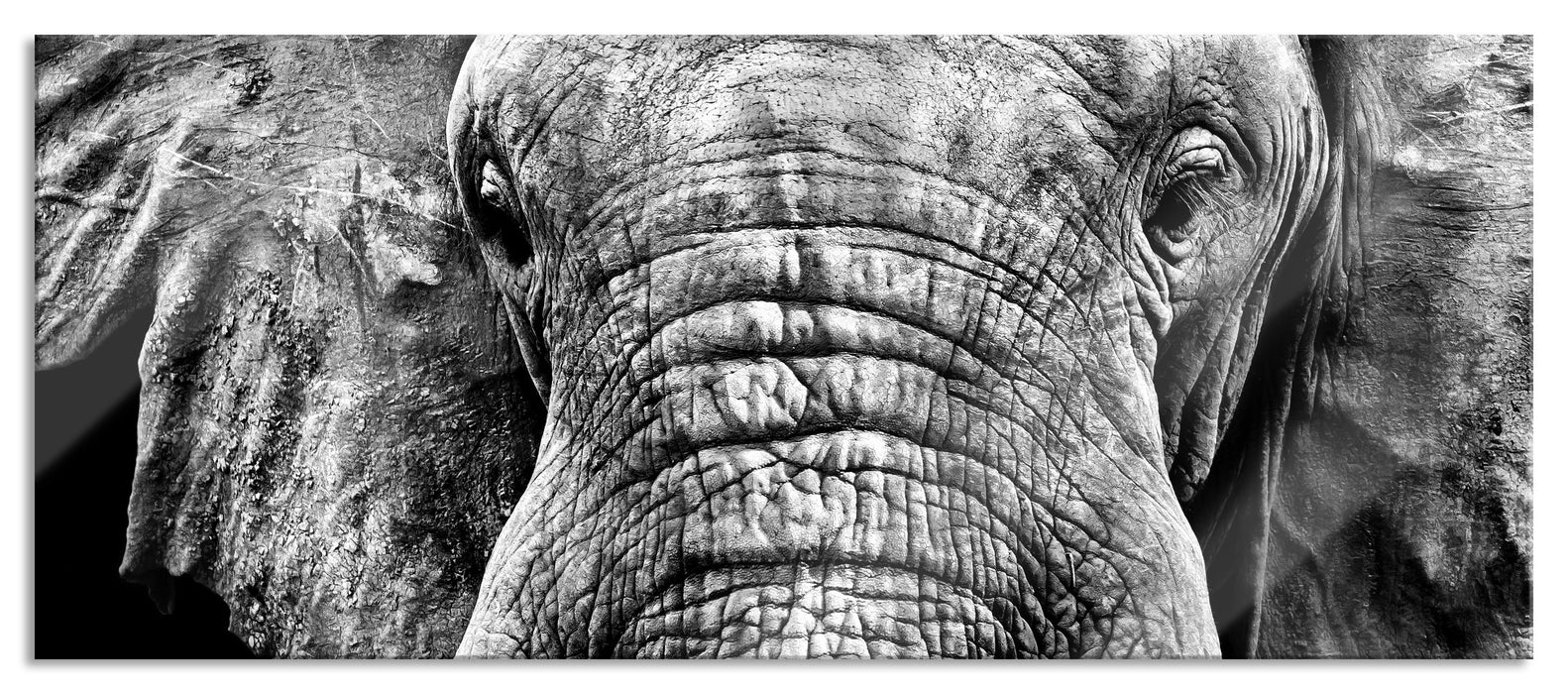 Pixxprint Elefant Porträt, Glasbild Panorama