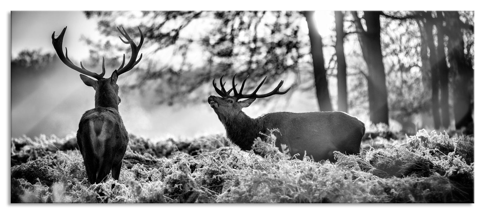 Pixxprint Hirsch Rivalen kämpfen, Glasbild Panorama