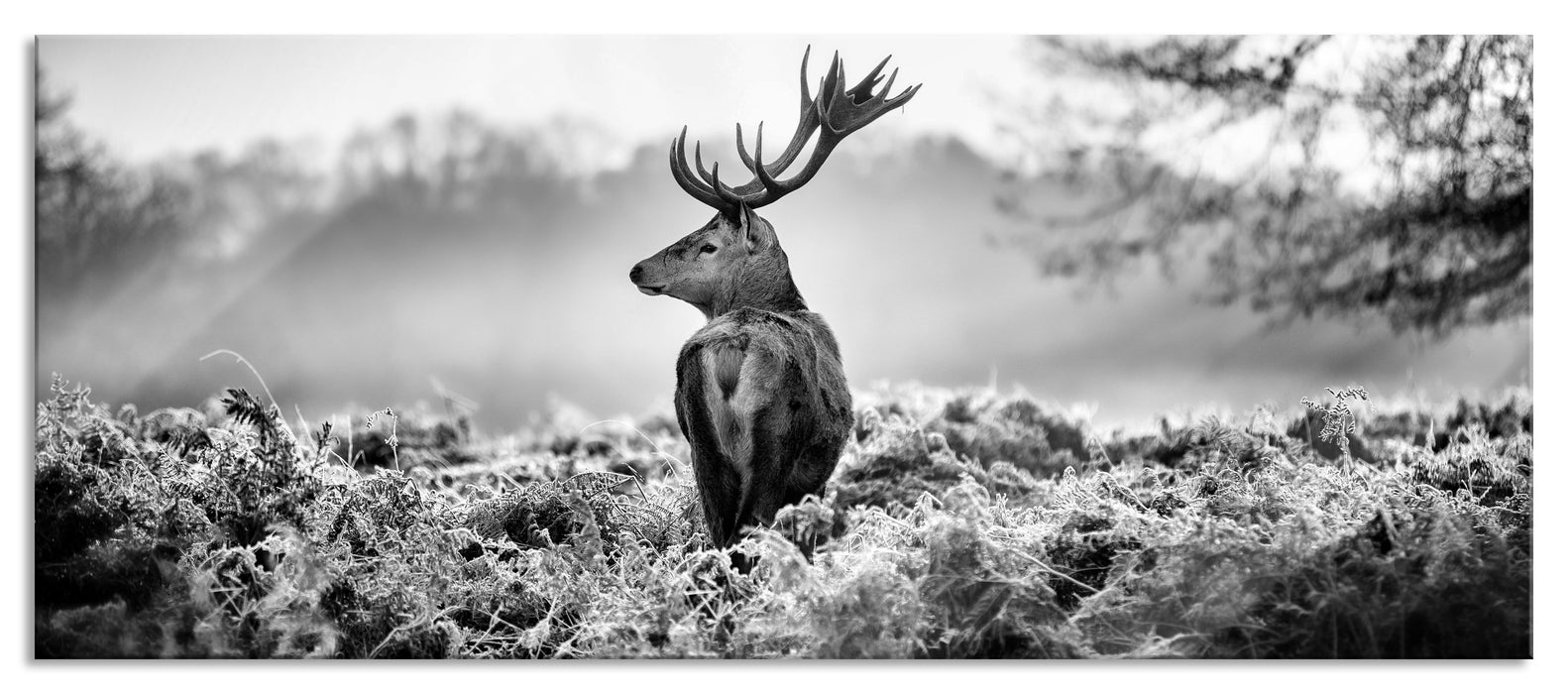 Pixxprint Stolzer Hirsch, Glasbild Panorama