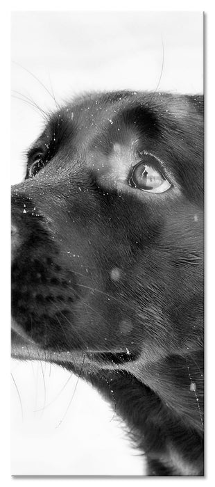 Pixxprint Schwarzer Labrador im Schnee, Glasbild Panorama