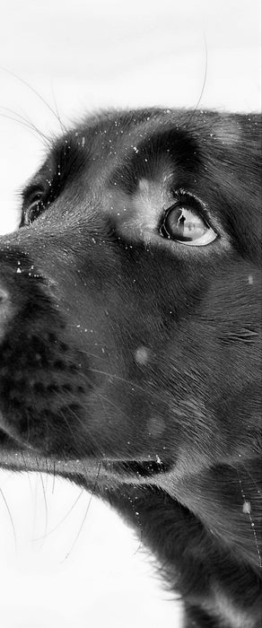 Schwarzer Labrador im Schnee, Glasbild Panorama