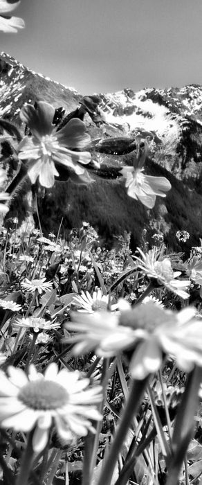 Wunderschöne Blumen Alpenwiese, Glasbild Panorama