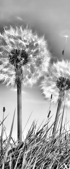 Pusteblumen auf Frühlingswiese, Glasbild Panorama