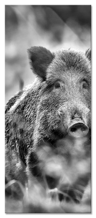 Pixxprint Wildschwein auf Wiese, Glasbild Panorama