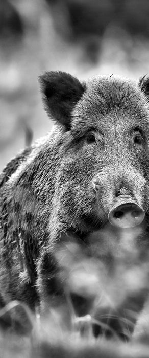 Wildschwein auf Wiese, Glasbild Panorama