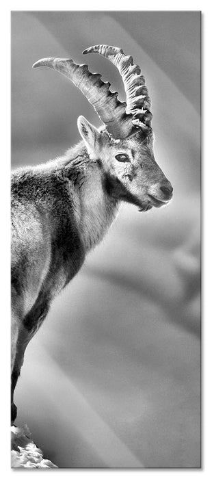 Pixxprint Steinbock im Schnee, Glasbild Panorama