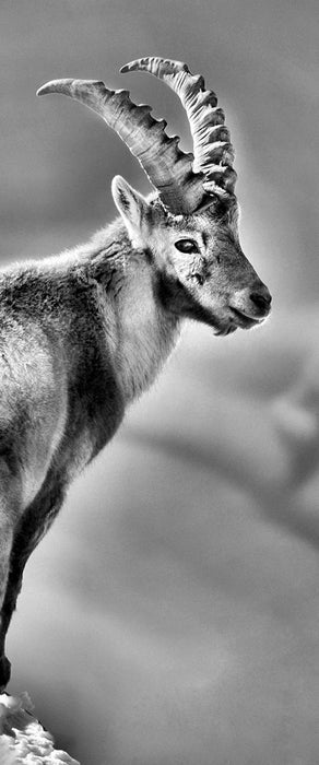 Steinbock im Schnee, Glasbild Panorama