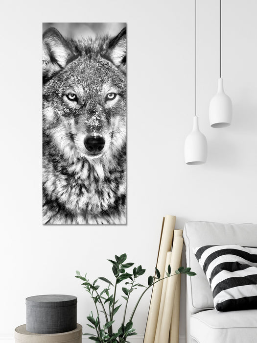 Wachsamer Wolf, Glasbild Panorama