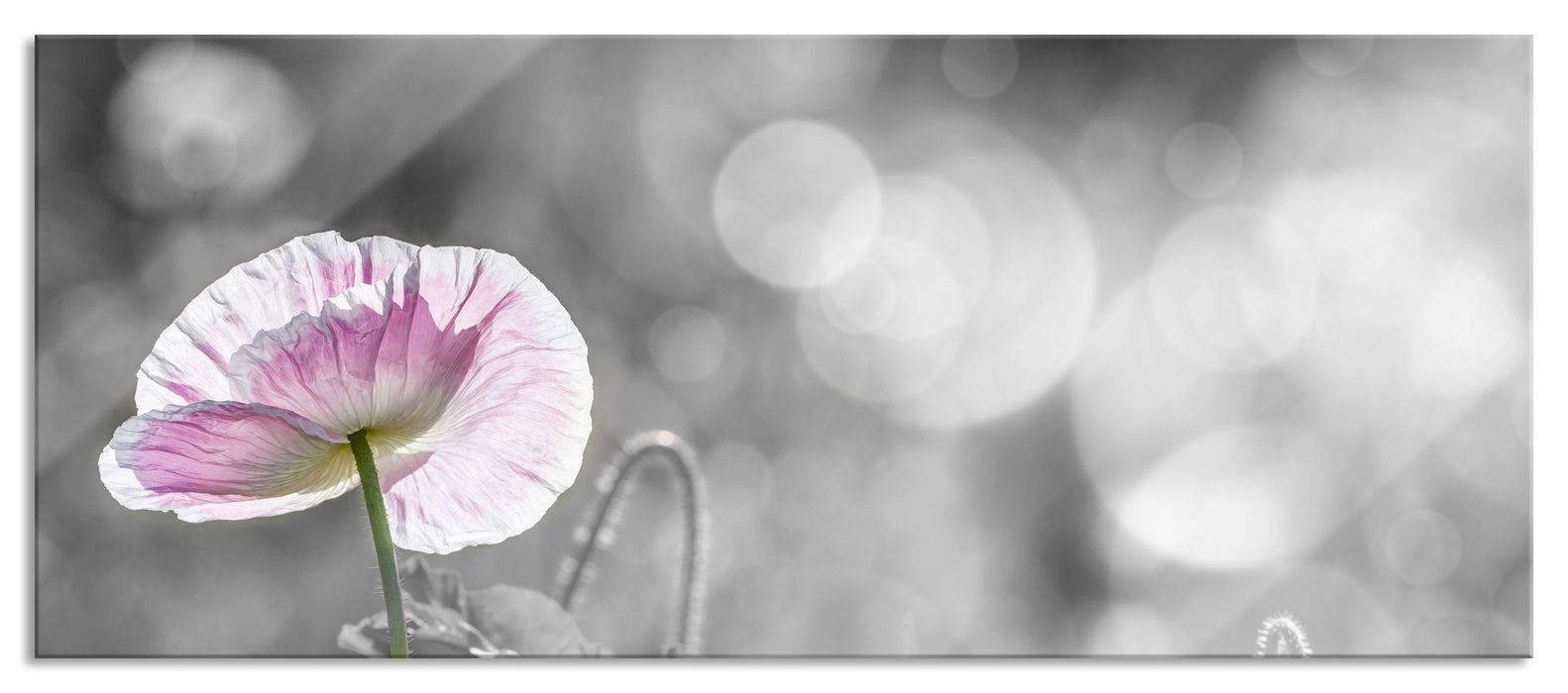 Pixxprint Kalifornischer Mohn im Frühling, Glasbild Panorama