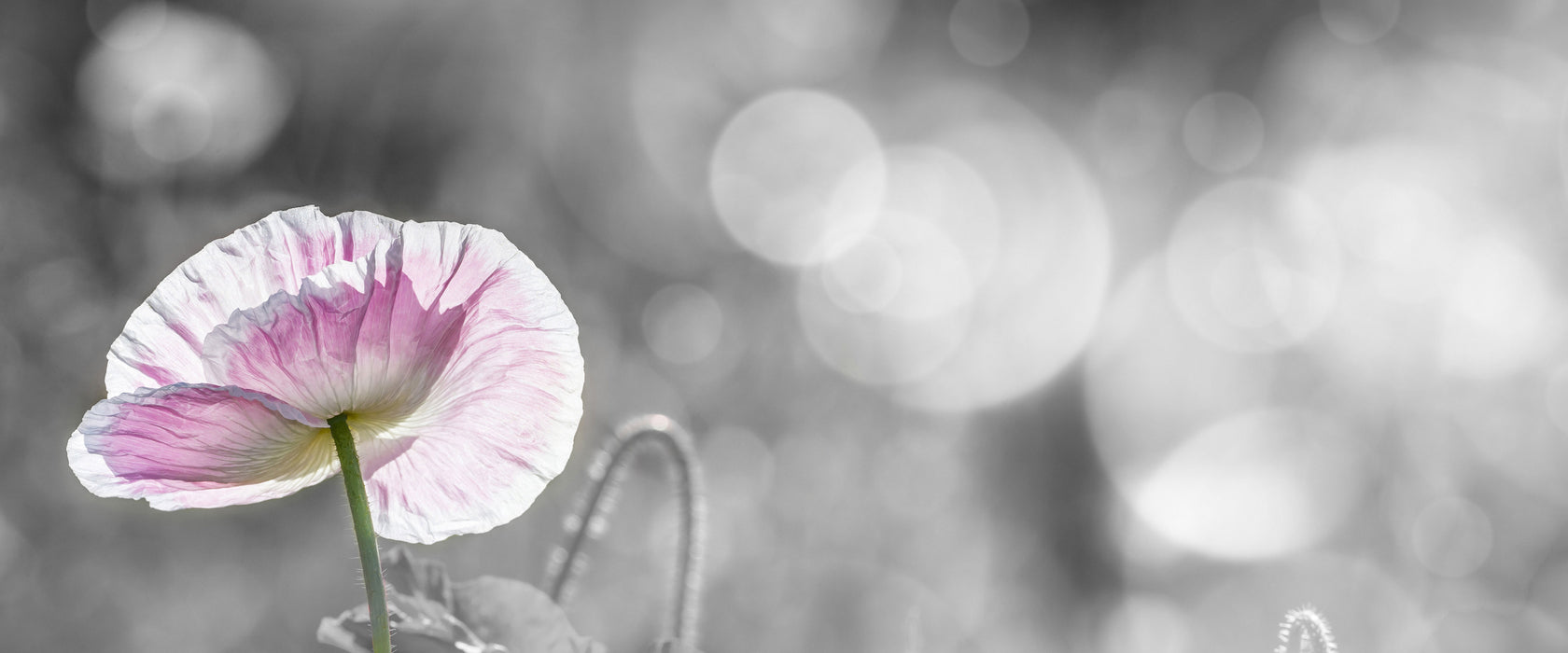 Kalifornischer Mohn im Frühling, Glasbild Panorama