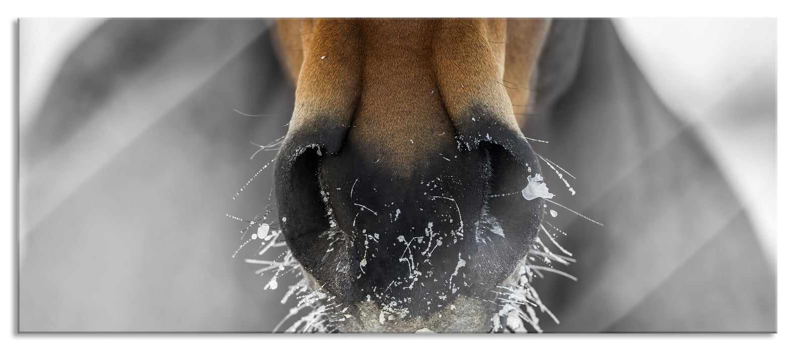 Pixxprint Pferdeschnauze, Glasbild Panorama