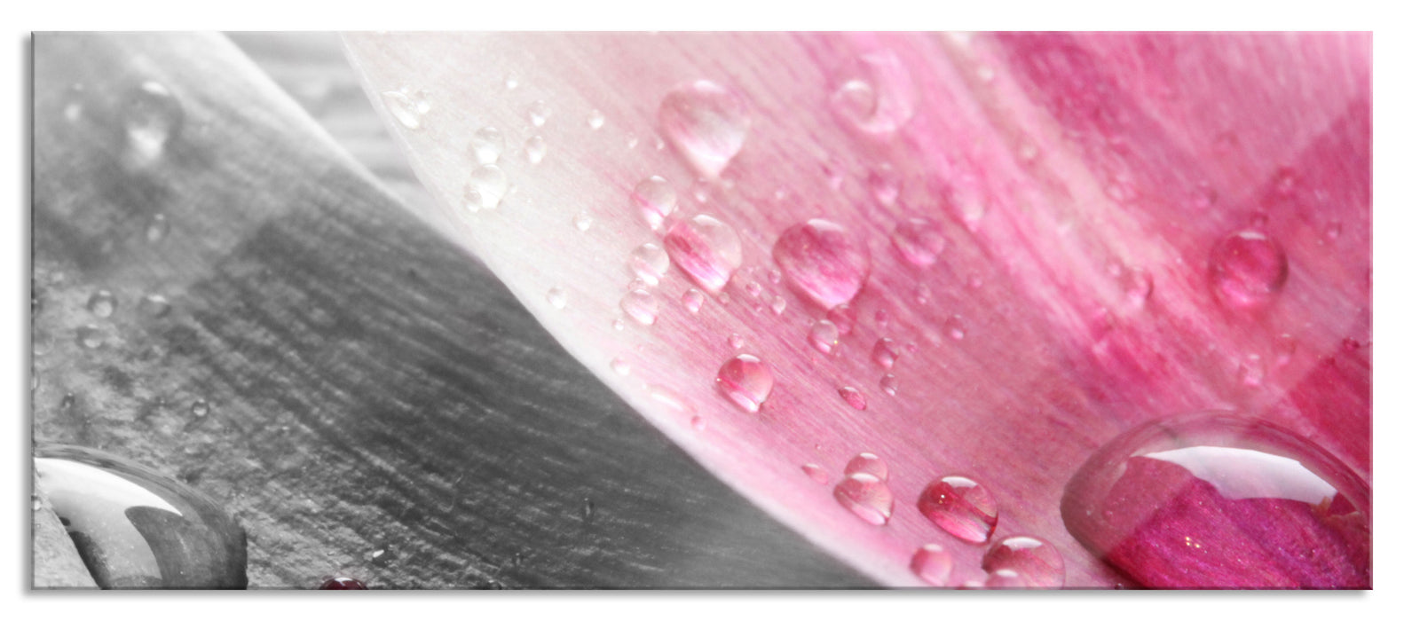 Pixxprint Tulpenblätter mit Wassertropfen, Glasbild Panorama