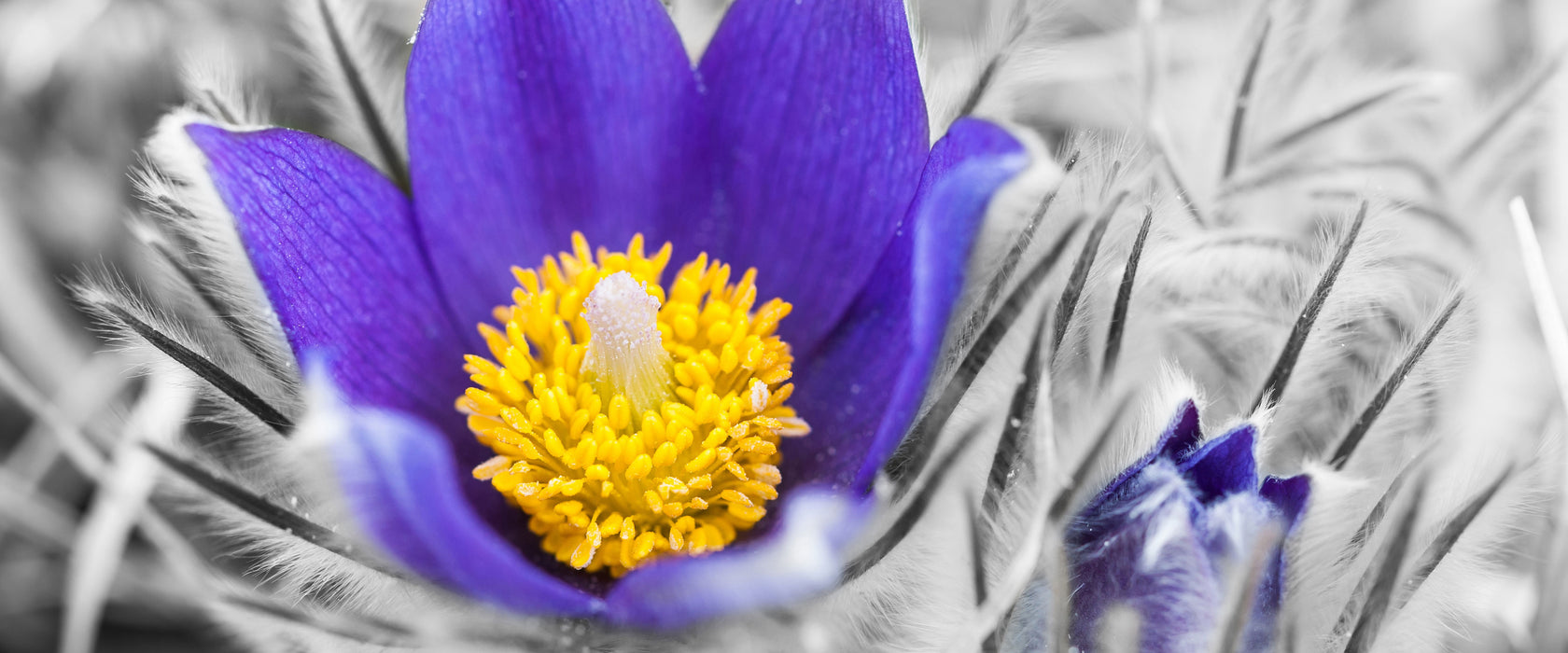 Krokusse in der Blütezeit, Glasbild Panorama