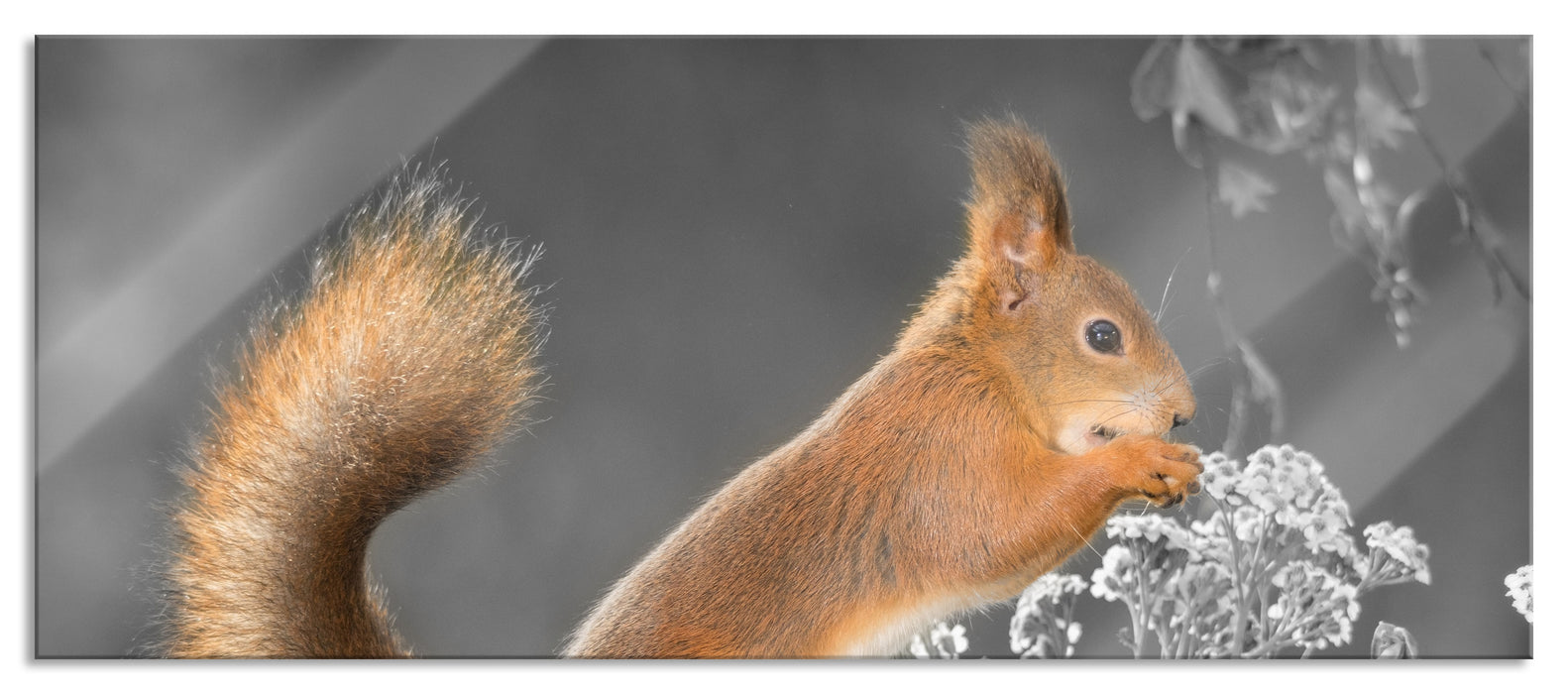 Pixxprint Nagendes Eichhörnchen im Moos, Glasbild Panorama