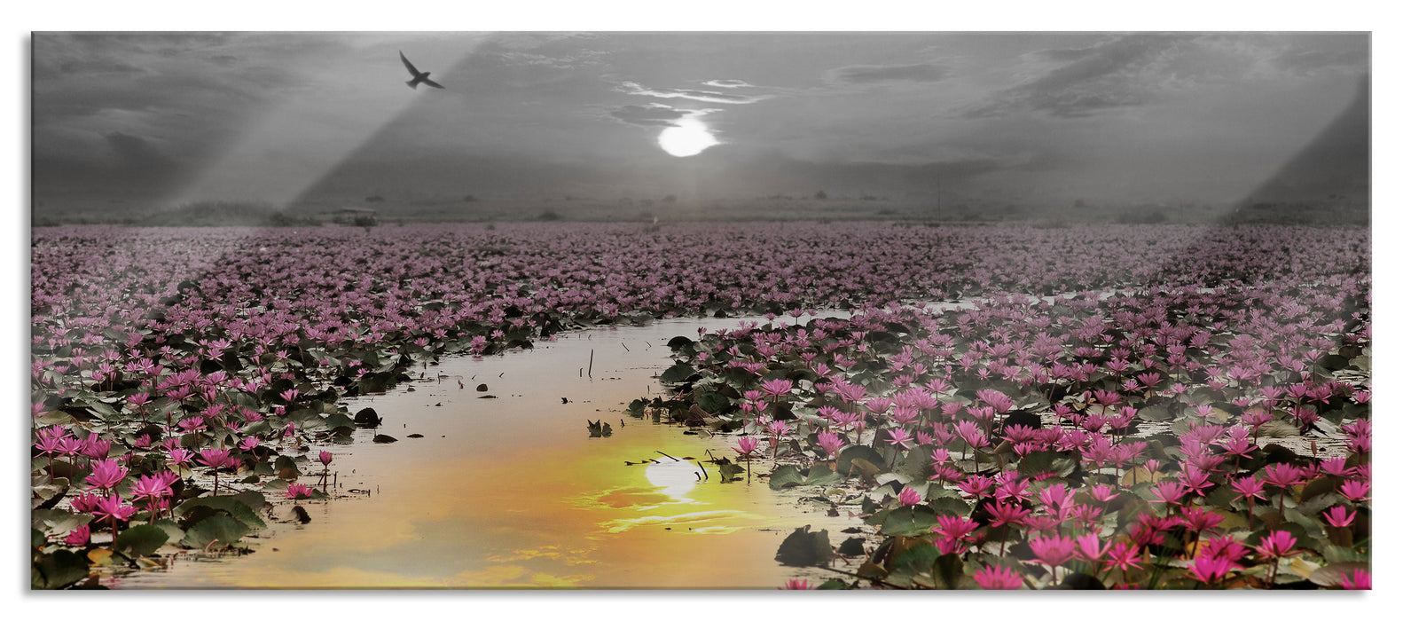 Pixxprint Lotusblüten am See, Glasbild Panorama