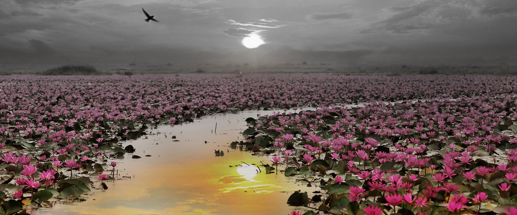 Lotusblüten am See, Glasbild Panorama