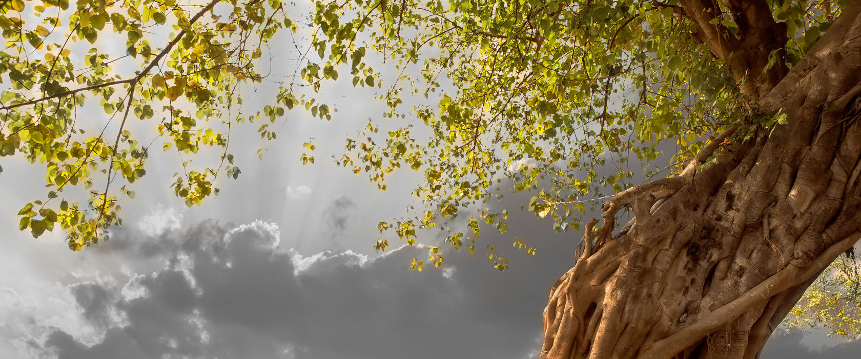 Baum, Glasbild Panorama