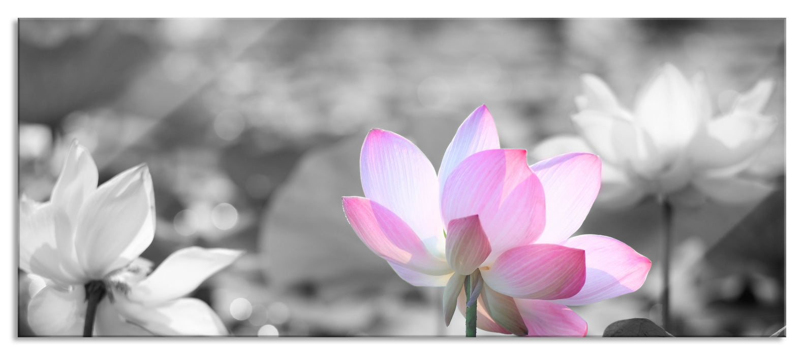 Pixxprint Asiatische Lotusblüte im Teich, Glasbild Panorama