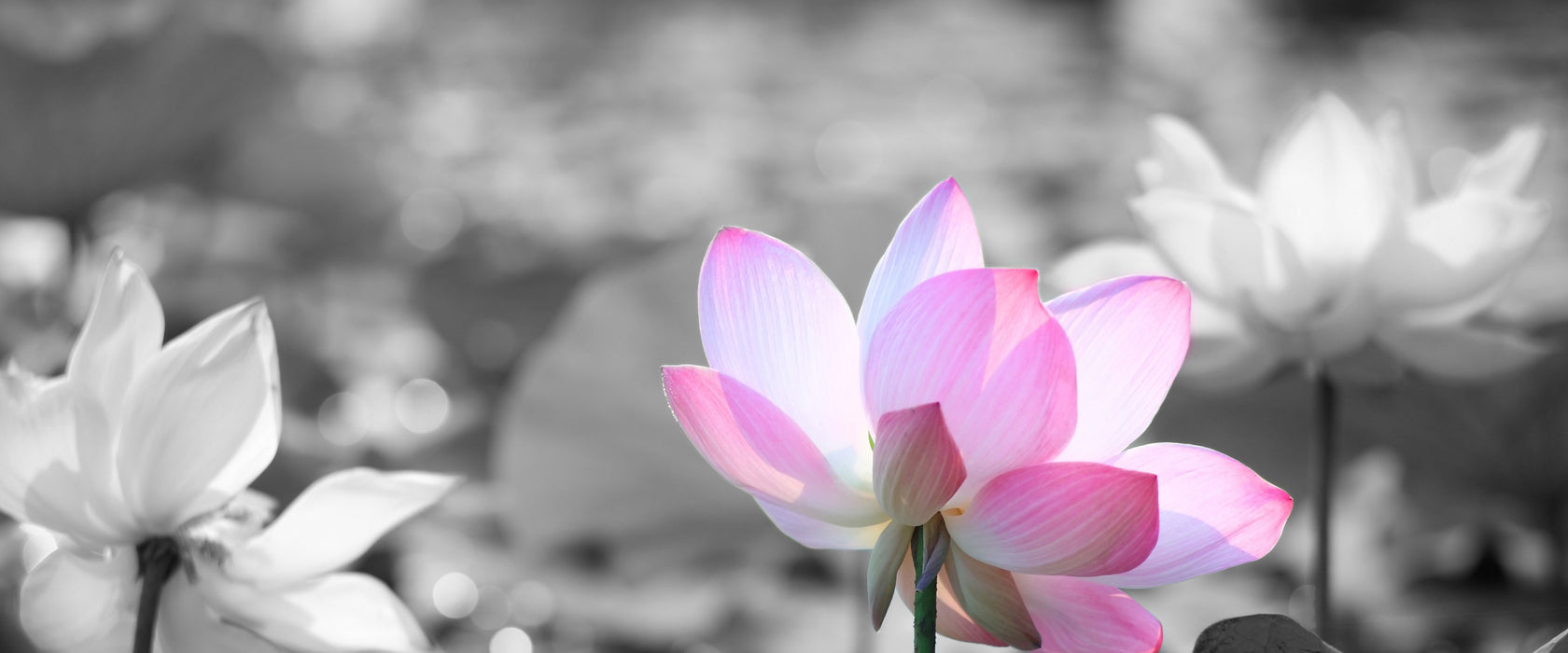 Asiatische Lotusblüte im Teich, Glasbild Panorama