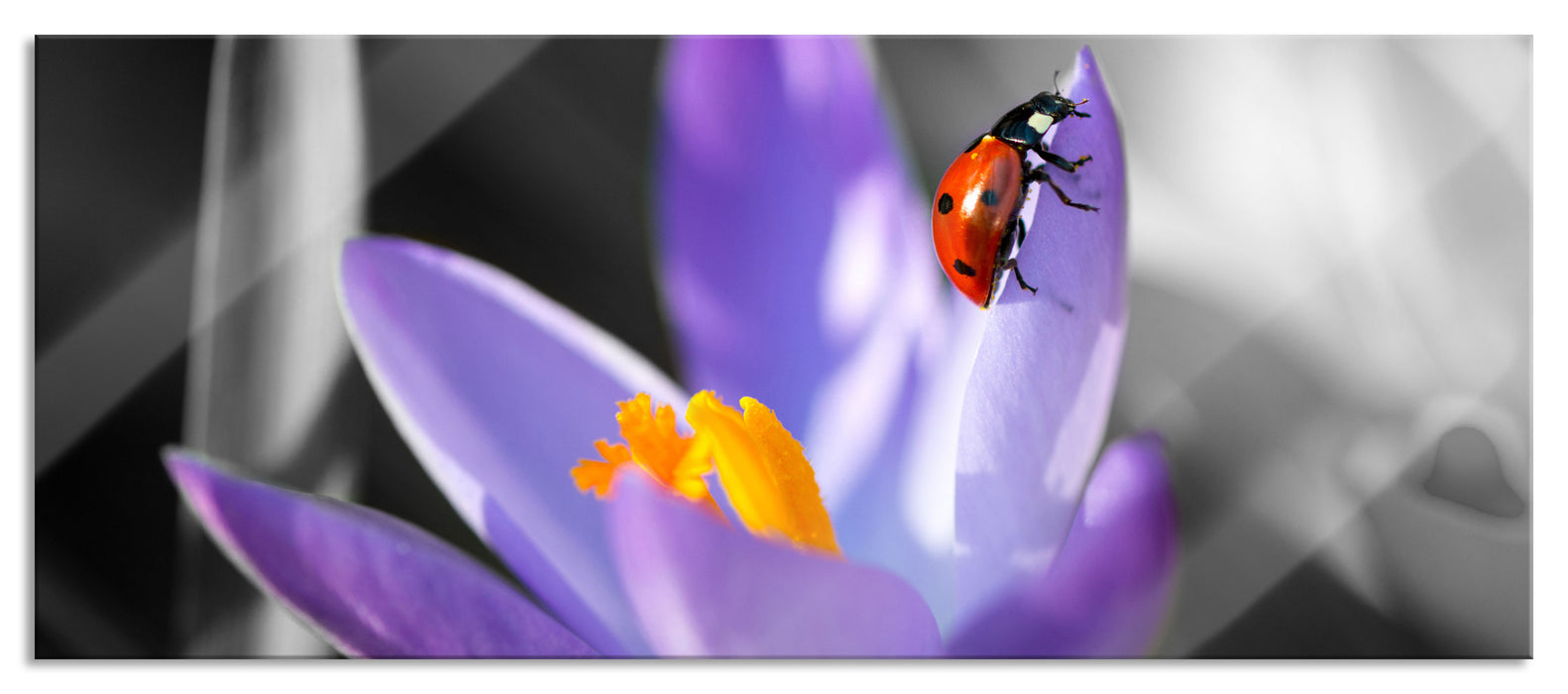 Pixxprint Krokussblüte mit Marienkäfer, Glasbild Panorama