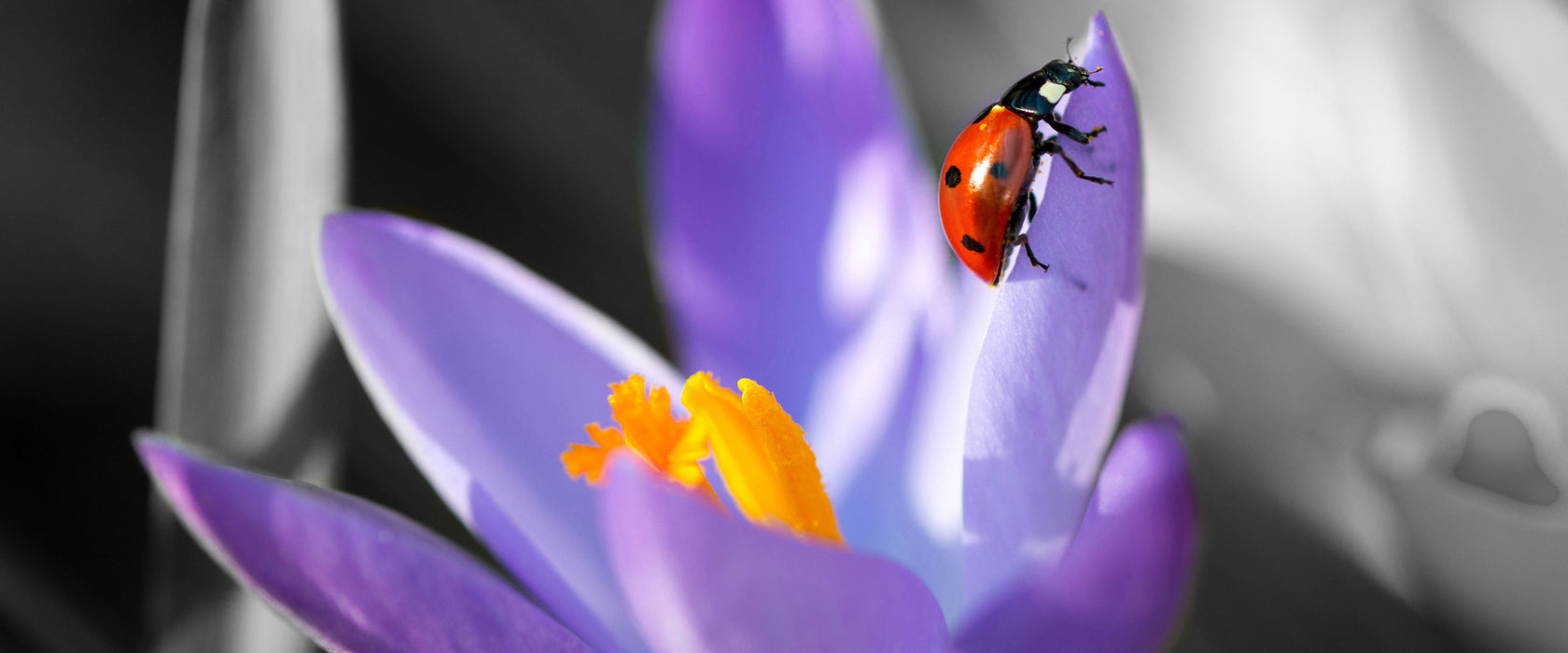 Krokussblüte mit Marienkäfer, Glasbild Panorama