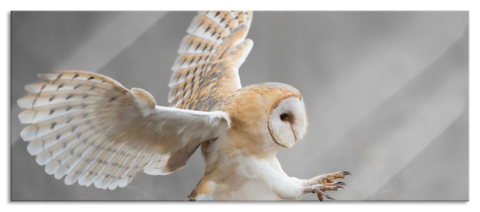 Pixxprint Fliegende Weiße Eule bei der Jagd, Glasbild Panorama