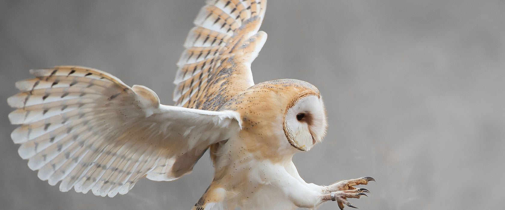 Fliegende Weiße Eule bei der Jagd, Glasbild Panorama