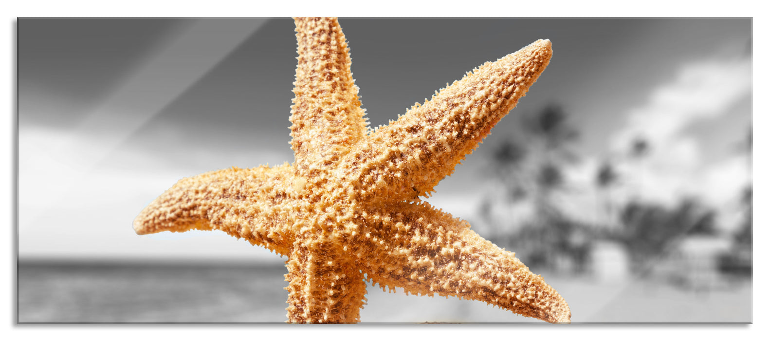 Pixxprint Seestern Sandstrand, Glasbild Panorama