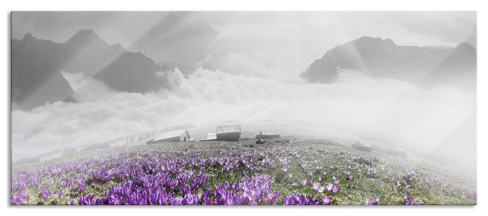 Pixxprint Krokusse Berge, Glasbild Panorama