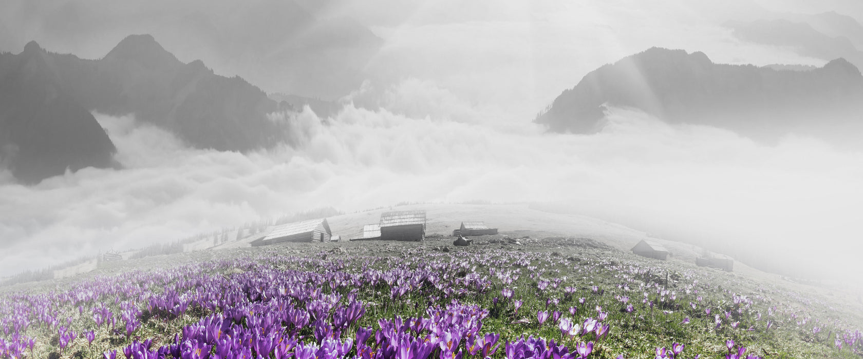 Krokusse  Berge, Glasbild Panorama