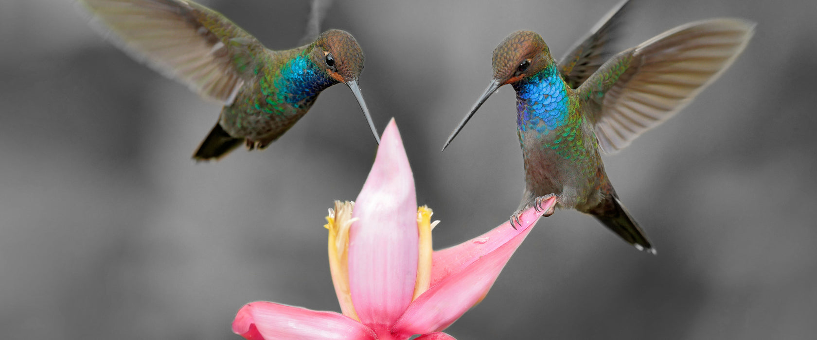 Kolibris in den Tropen, Glasbild Panorama