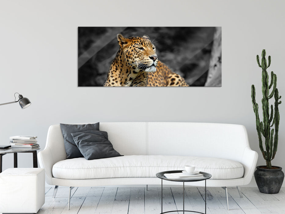 Wunderschöner Leopard in der Natur, Glasbild Panorama