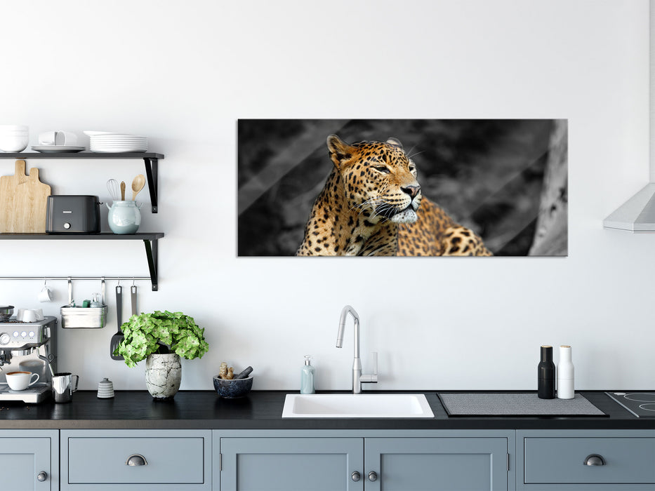 Wunderschöner Leopard in der Natur, Glasbild Panorama