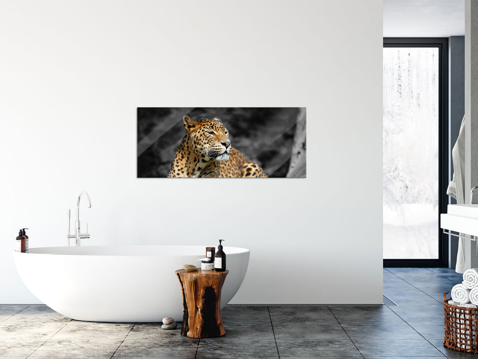 Wunderschöner Leopard in der Natur, Glasbild Panorama