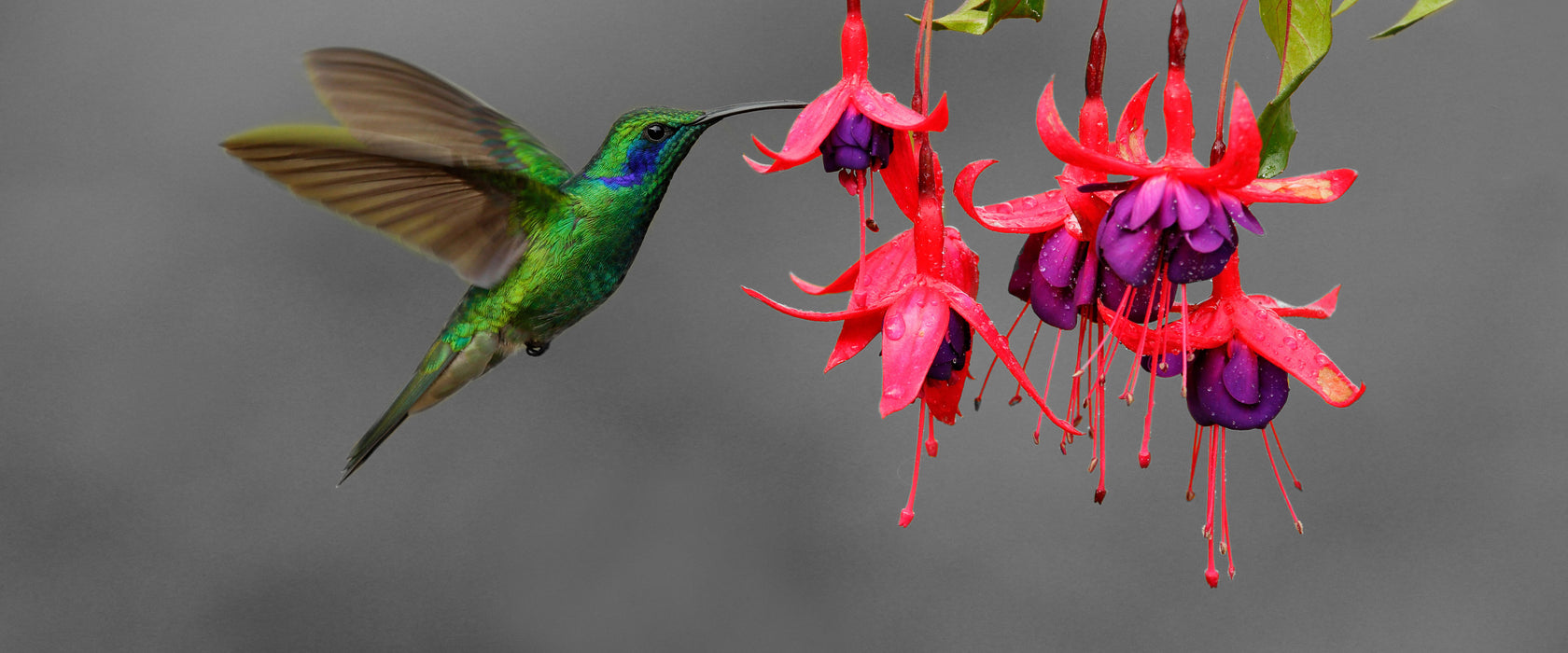 Kolibri trinkt vom Blütennektar, Glasbild Panorama