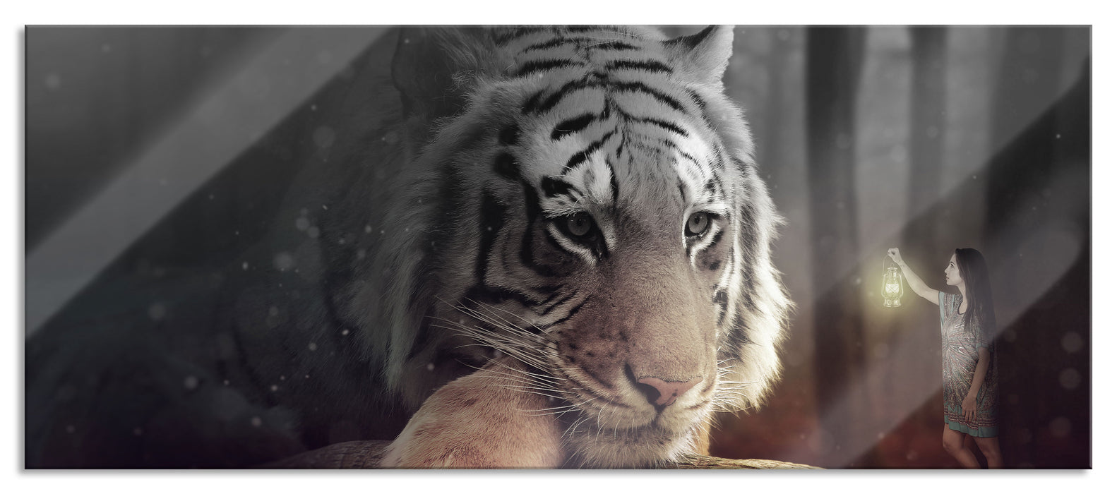 Pixxprint Eine Frau und ein Riesen-Tiger, Glasbild Panorama