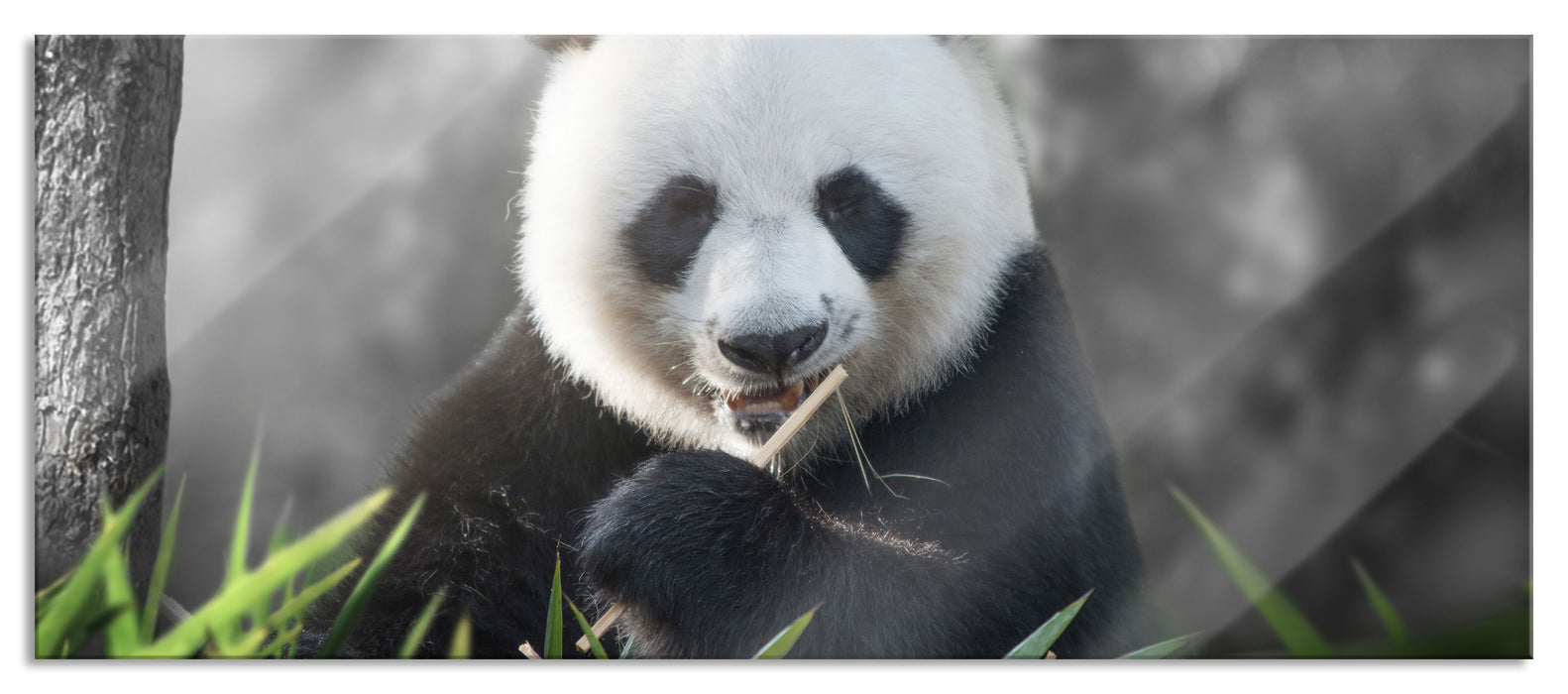 Pixxprint Niedlicher Panda isst Bambus, Glasbild Panorama