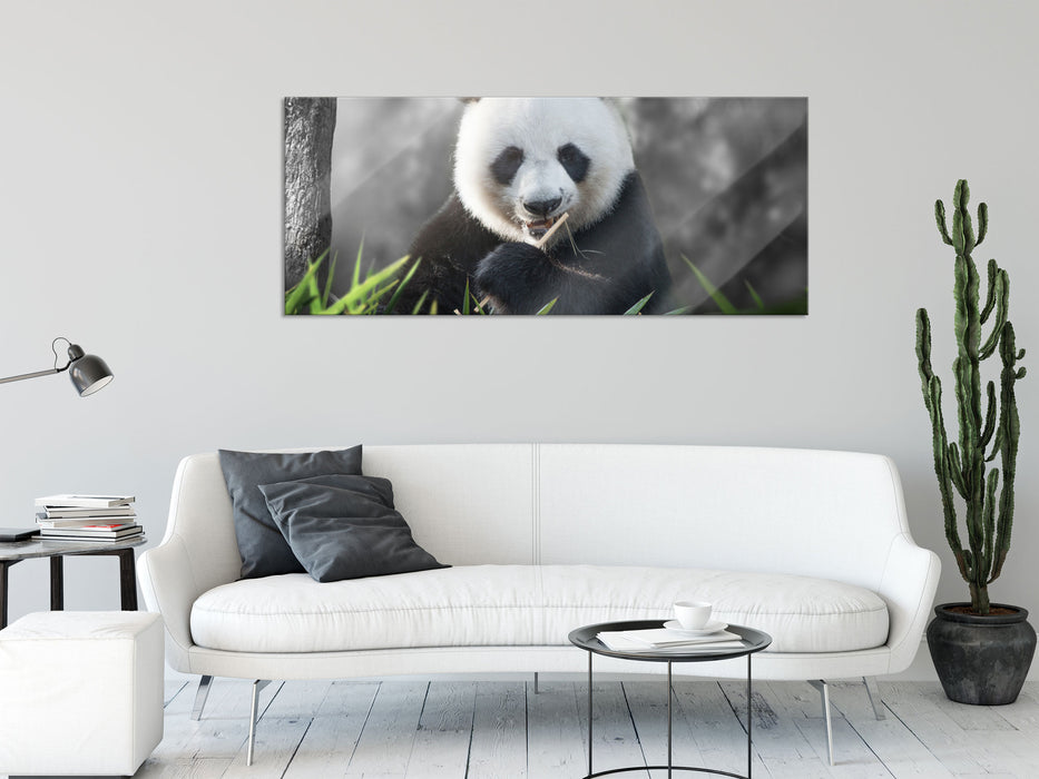 Niedlicher Panda isst Bambus, Glasbild Panorama