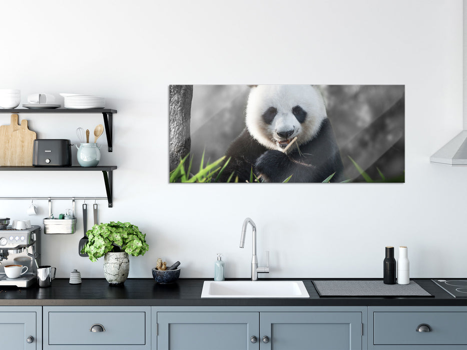 Niedlicher Panda isst Bambus, Glasbild Panorama