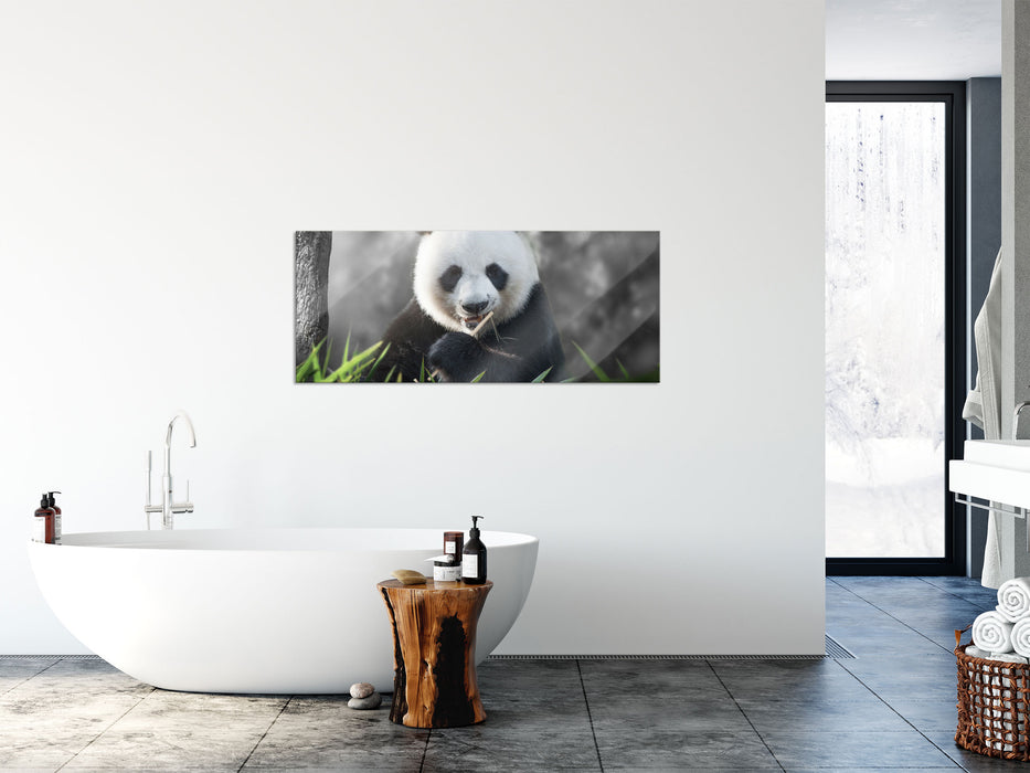 Niedlicher Panda isst Bambus, Glasbild Panorama