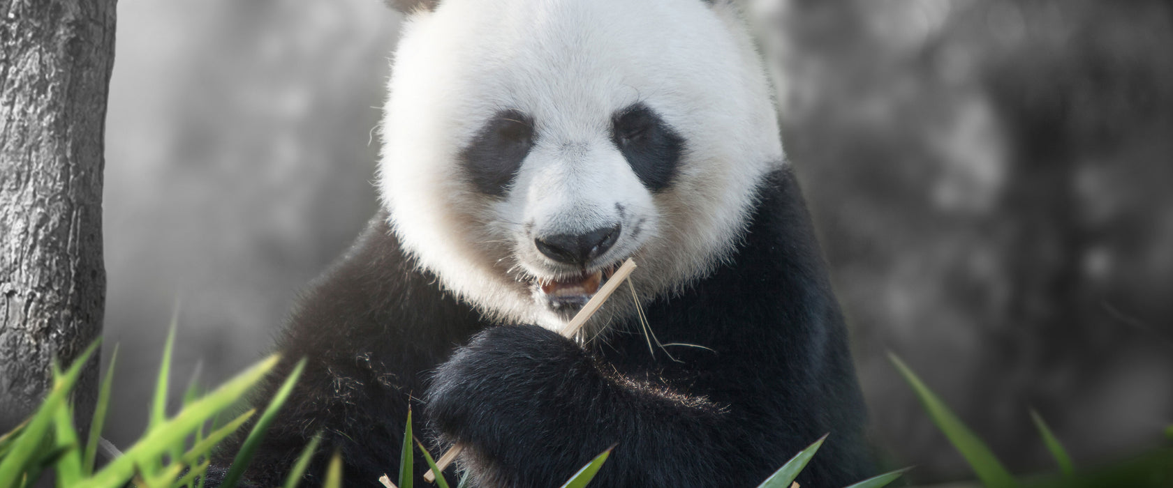 Niedlicher Panda isst Bambus, Glasbild Panorama