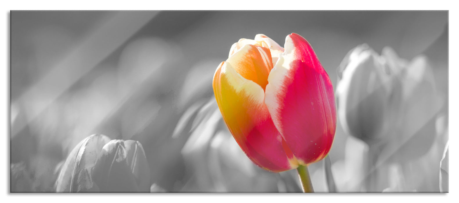 Pixxprint Blühende rote Tulpen, Glasbild Panorama