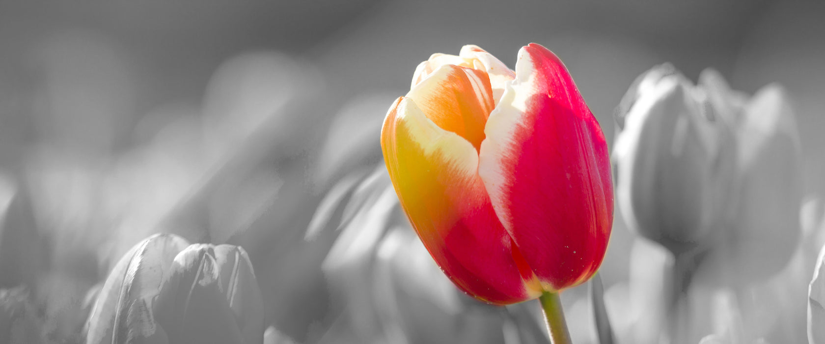 Blühende rote Tulpen, Glasbild Panorama