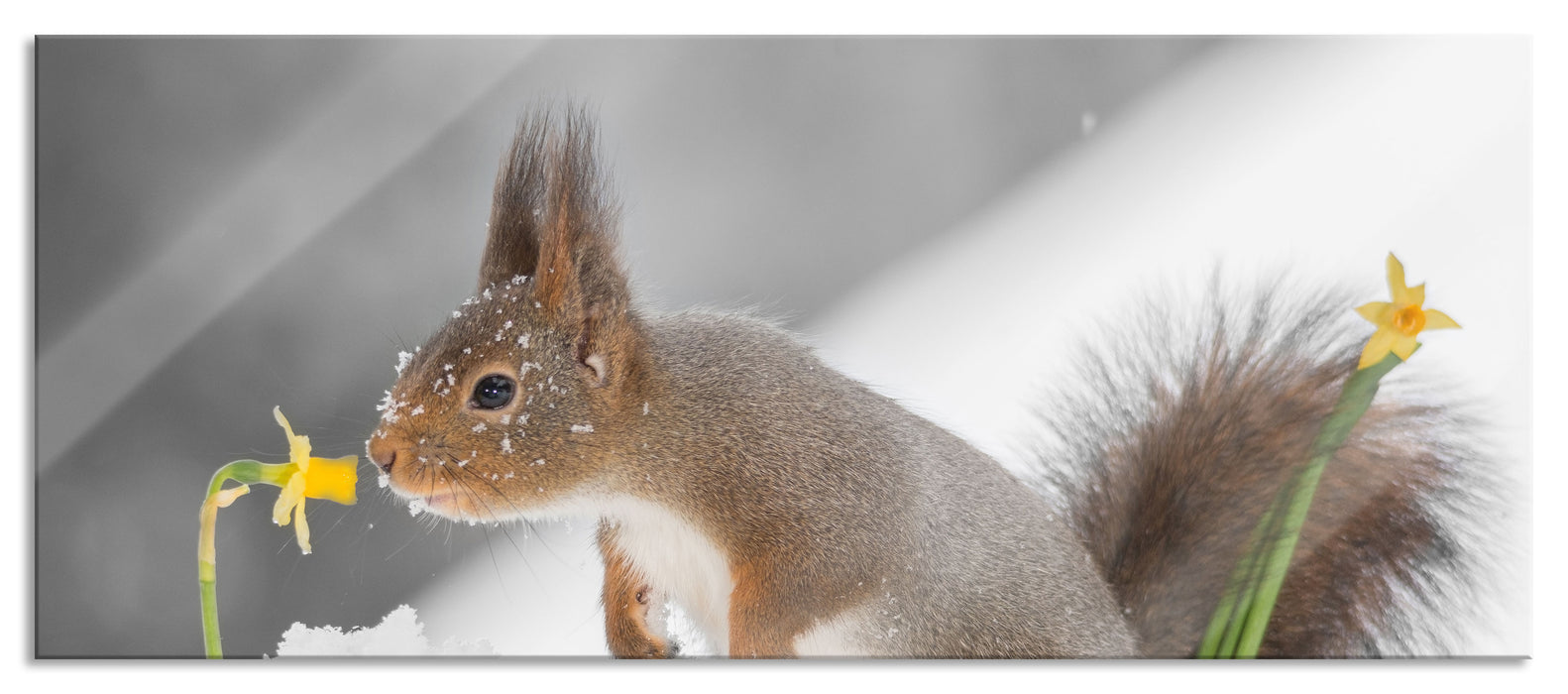 Pixxprint Eichhörnchen im Schnee, Glasbild Panorama