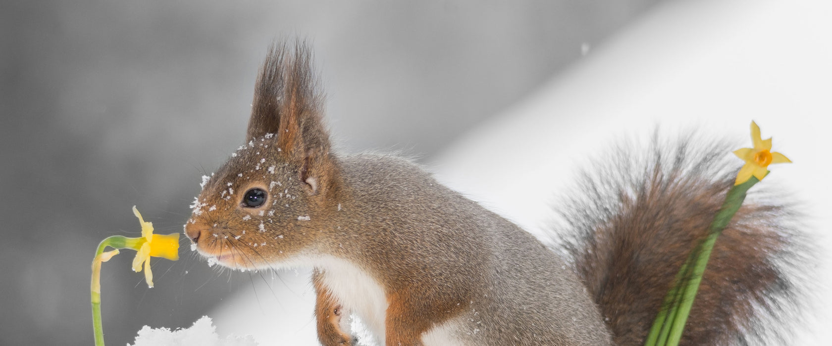 Eichhörnchen im Schnee, Glasbild Panorama