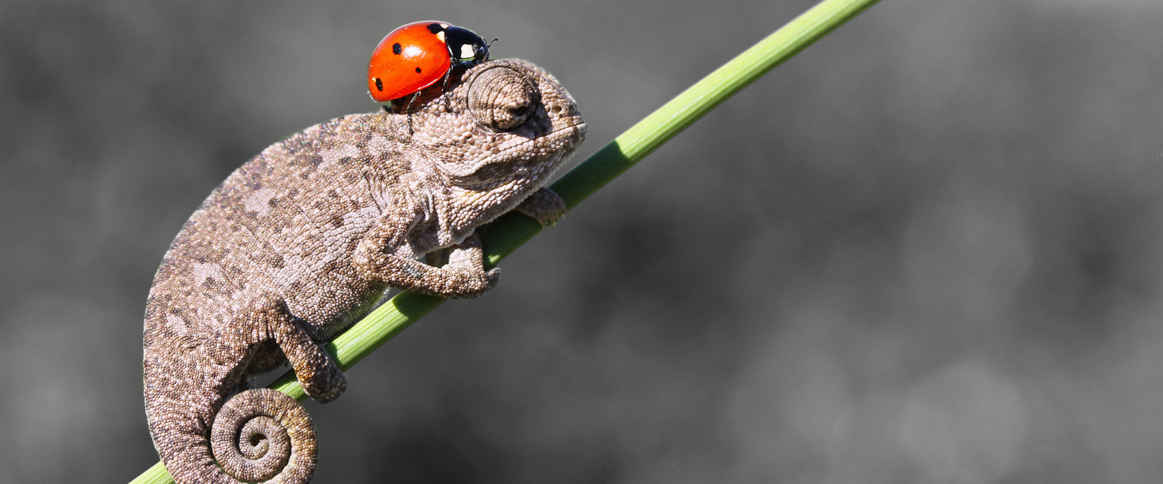 Süßer Gecko mit einem Marienkäfer, Glasbild Panorama