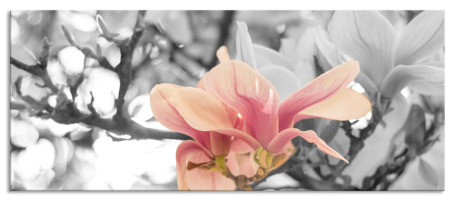 Pixxprint Rosa Magnolienblüten im Frühling, Glasbild Panorama