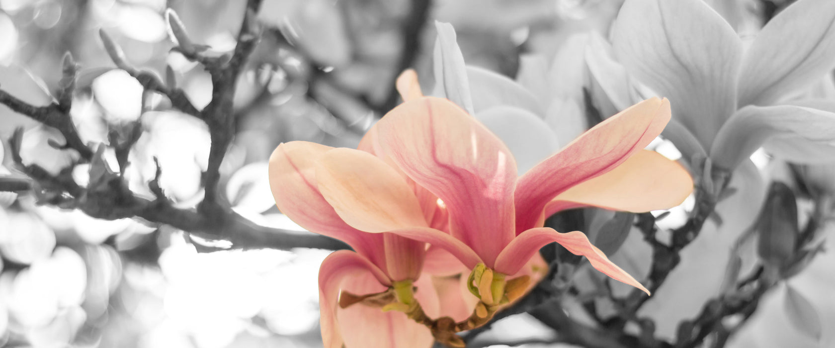 Rosa Magnolienblüten im Frühling, Glasbild Panorama