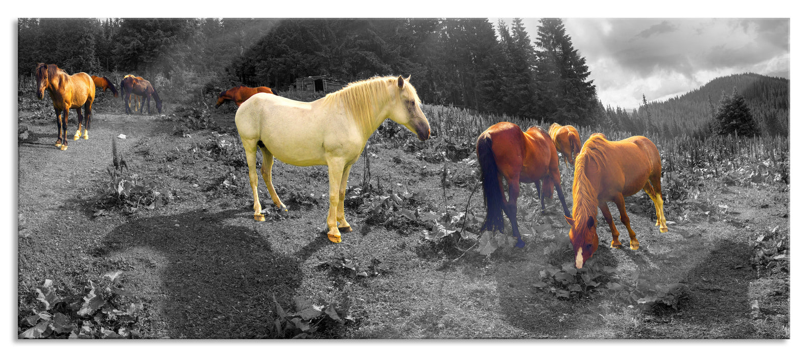 Pixxprint Mustangs Pferde auf den Bergen, Glasbild Panorama